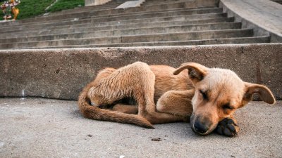 ​为什么领养宠物还要给救助站“交钱”？曝光行业潜规则