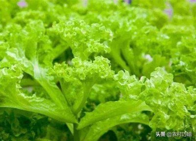 ​玻璃生菜怎么种植？