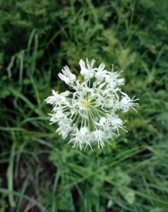 ​西藏野生花卉之野韭花